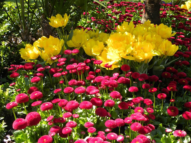 The Flowers of Keukenhof Lisse