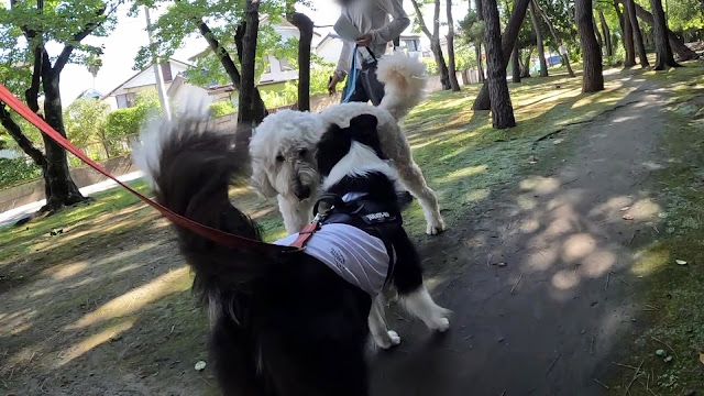 保護犬 ボーダーコリー トーマ