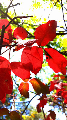 fall foliage