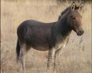 zonkey