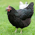 FAHAMU KUHUSU UFUGAJI WA KUKU WEUSI KUTOKA MALAWI (AUSTRALORP)