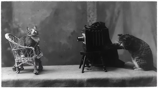 1900s: Foto d'epoca di gatti che fanno cose da umani