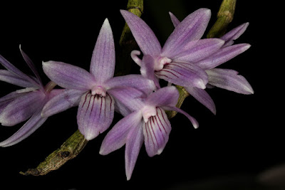 Dendrobium ceraula care and culture