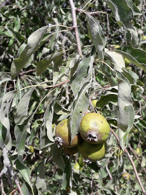 Груша снежная (Pyrus nivalis)