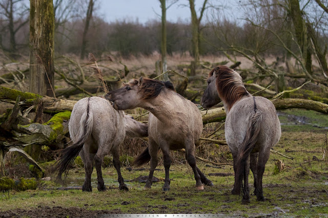 Vechtende Koniks - fighting Konik - Equus caballus caballus