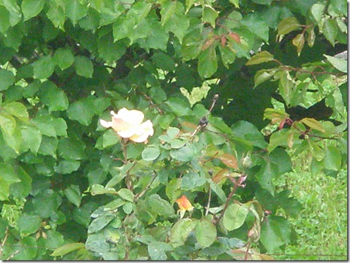 P5170012
