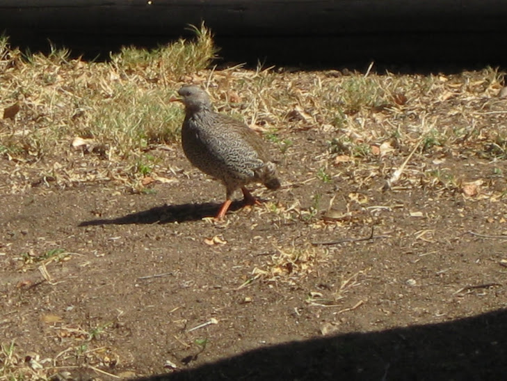 Francolin, Natal