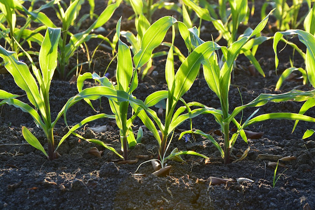 Da milioni di anni, le piante affrontano le difficoltà dell'ambiente unendo le forze con altri organismi del suolo che, forse, possono dare una mano anche a noi: permettendoci di aumentare le rese, mantenere alta la qualità del cibo prodotto, e allo stesso tempo proteggere l'ambiente.