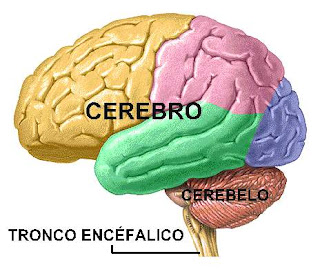 Resultado de imagen de tronco encefálico