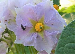 【20210610】ジャガイモの花とテントウムシの幼虫