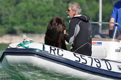 Chien  Terre-Neuve Maverick Sauvetage Aquatique  photographe JD AMET Jura