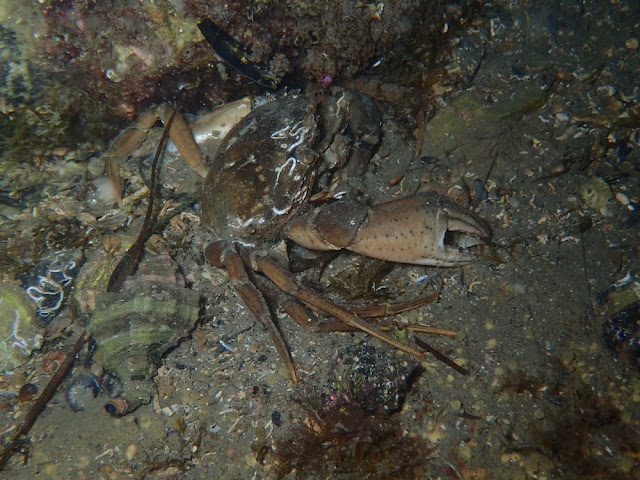 Carcinus aestuarii