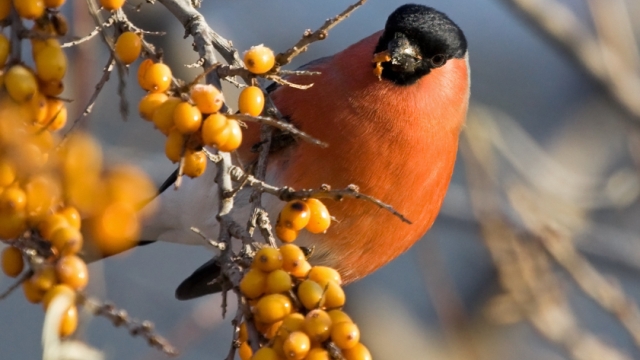 Bird Foraging