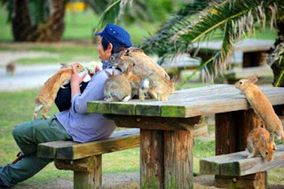 kelinci di pulau kelinci jepang