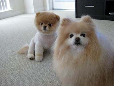 Meet Boo the Cutest Pomeranian Dog Seen On  www.coolpicturegallery.us