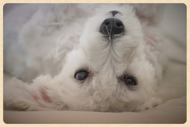 foto schnauzer preguiça