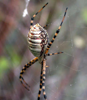 Black widow spiders, deadly, Arachnida, Fatal,images, pictures, wallpapers