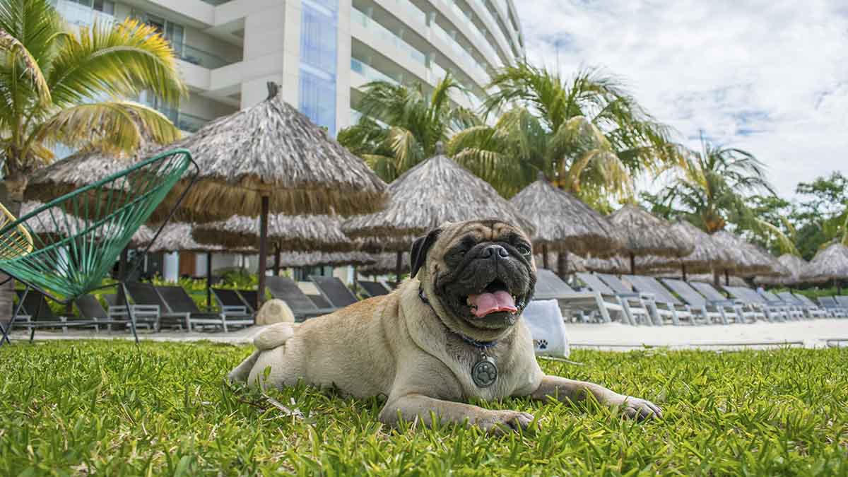 HOTELES RIVIERA DIAMANTE ACAPULCO MASCOTAS 01