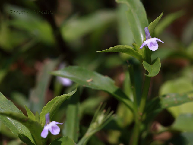 Lindernia antipoda