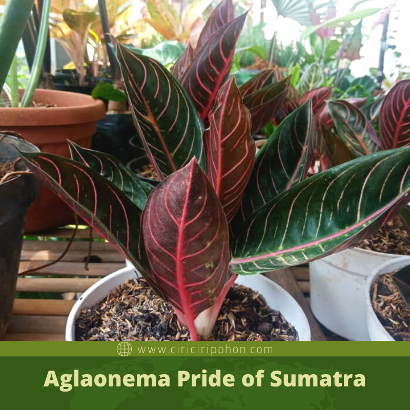 25+ Jenis Aglaonema, Konsep Terkini!