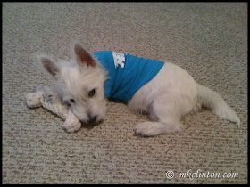 White West Highland Terrier puppy 