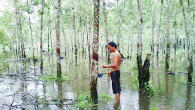 Supaya Tidak Ngamplah, Petani Karet Harus Rajin Ne es Setelah Nderes, Potensi Hujan di Riau Masih Cukup Tinggi