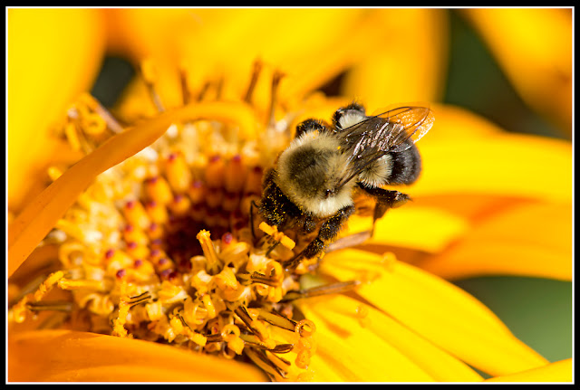 Flower; Nova Scotia; Bee