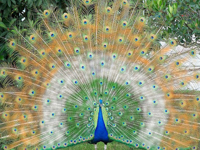 Indian-Peacock