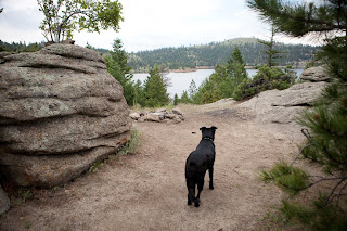 a dog looks at the gross reservoir