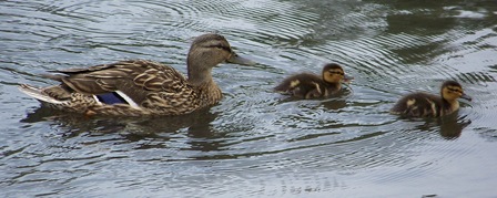 Duck_ducklings
