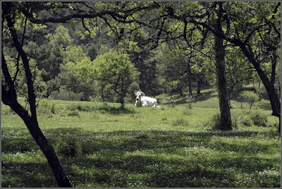 La vaca Margarita (Dehesa De Los Olmos)