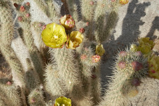 Cactus in Bloom, Photo by Kaliani Devinne, Copyright 2013