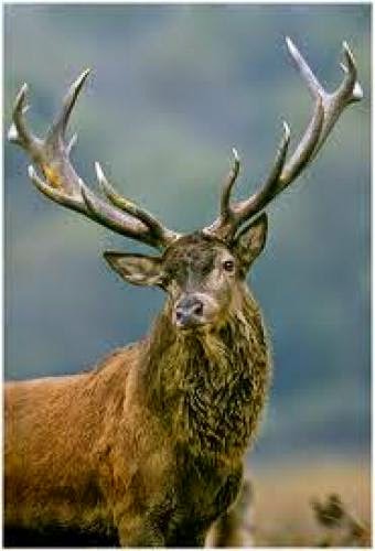 Shamanism Paraphernalia And The Small Pair Of Antlers