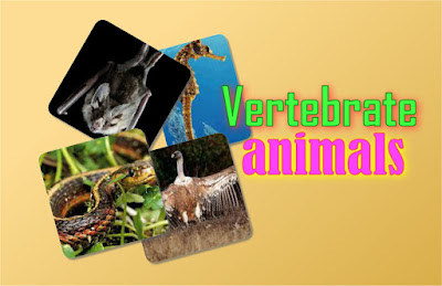 http://www.primaria.librosvivos.net/archivosCMS/3/3/16/usuarios/103294/9/Vertebrate_animals_1/frame_prim.swf