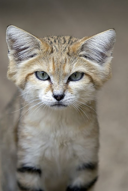 Песчаный кот, или барханная кошка (лат. Felis margarita)