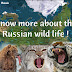 Know more about the Russian wildlife ! 