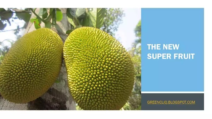 The New Super Food 2020 is Jack Fruit