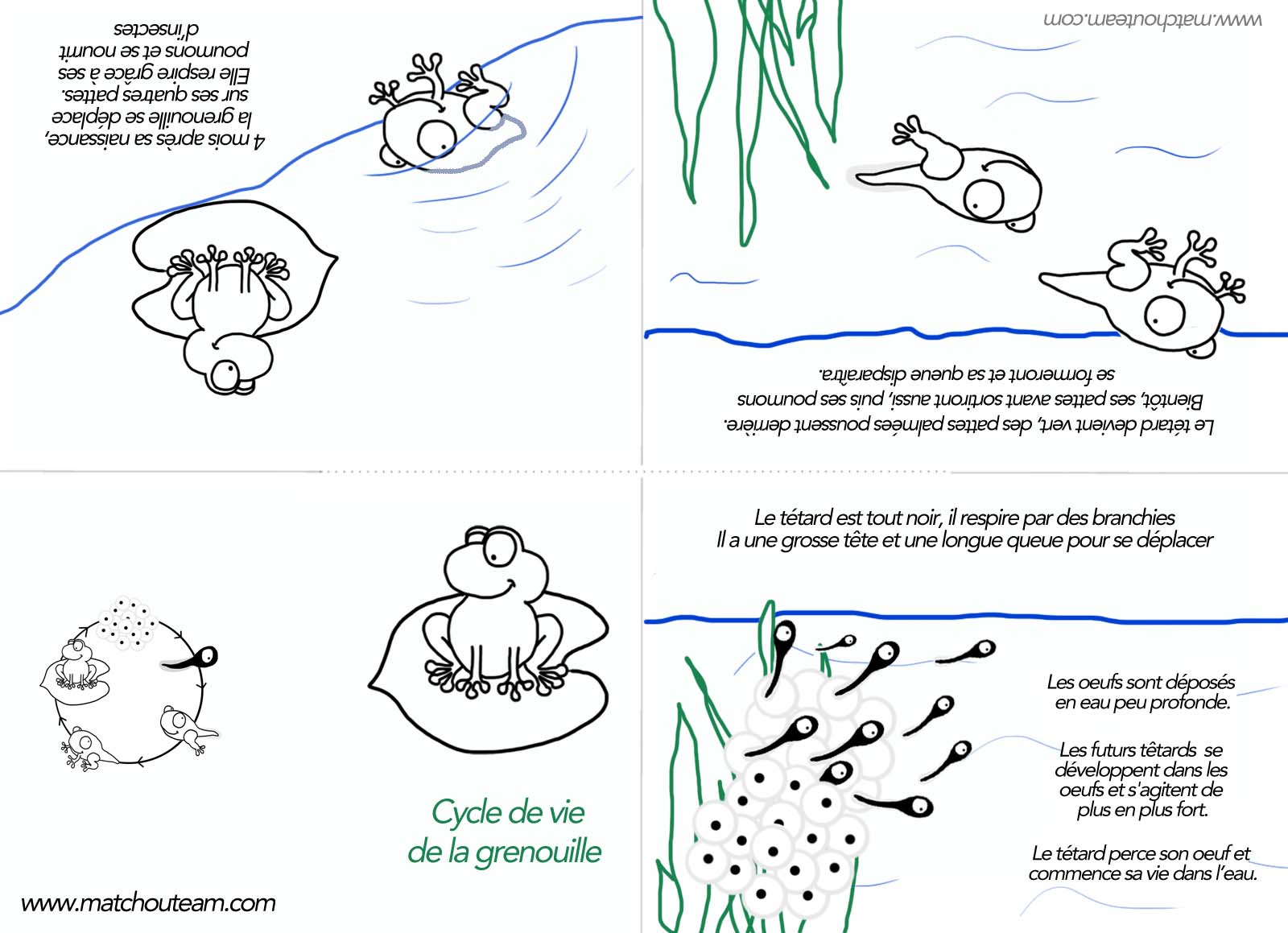 coloriage cycle de vie grenouille