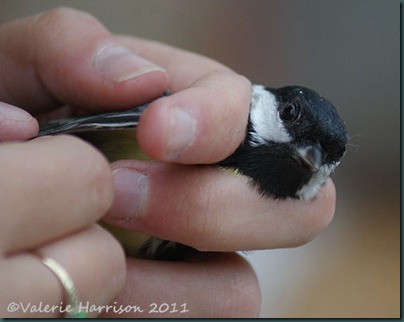 greattit-2