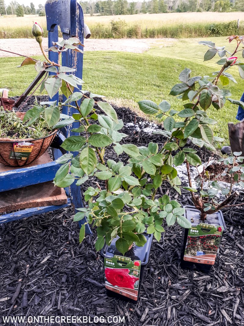 DIY Rustic fence with climbing roses | On The Creek Blog