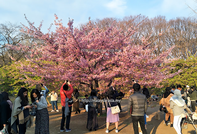 2024 Sakura Flower Forecast