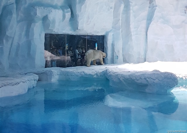 Chimelong Ocean Kingdom - exhibits at the Polar Horizon Themed Zone include the polar bears from the North Pole 