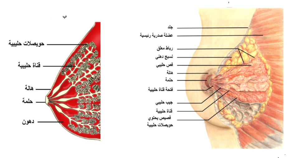 الشكل 22 - 17: أ) مقطع عمودي في الثدي يبين تركيبه، ب) تخطيط يبين الحويصلات المفرزة للحليب وقنواتها.