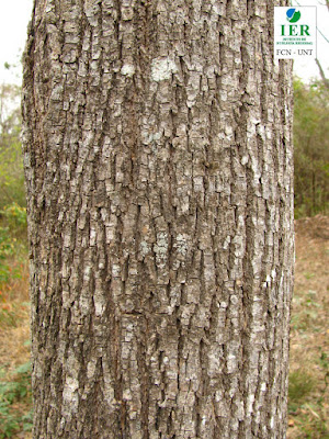Afata (Cordia trichotoma) tronco