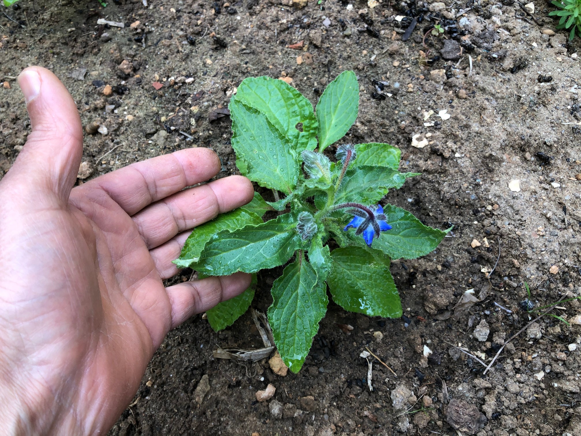 Starting borage indoors will give your plants a head start and means they will bloom more quickly when the season starts.