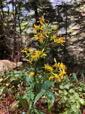 [Asteraceae] Solidago sp.