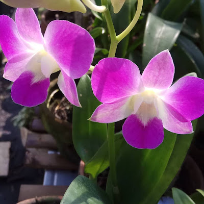 Purple Dendrobium Orchids 