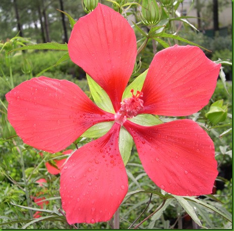 Hibiscus coccineus Hibiscus coccineus