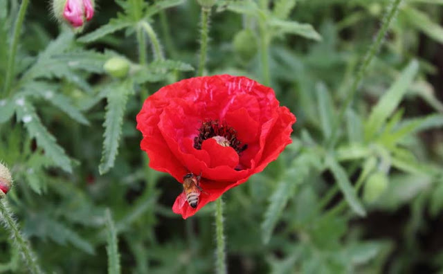 Corn Poppy Flowers Pictures