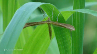 Stenoptilia pterodactyla DSC161290